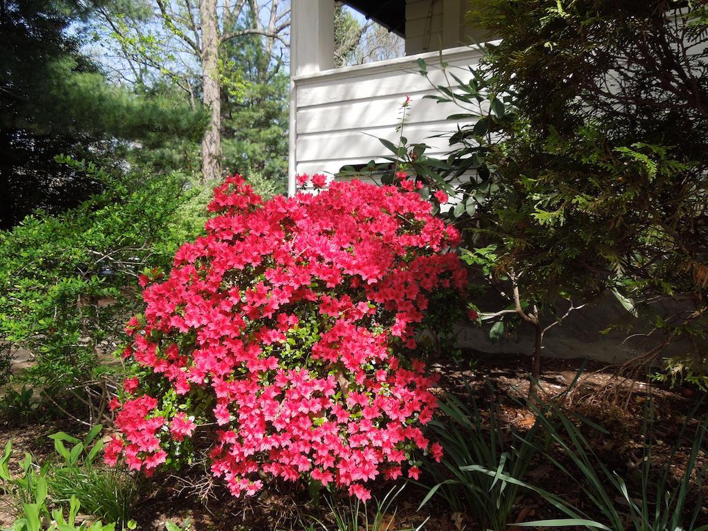 Oakland Cottage Bed And Breakfast Asheville Exterior photo